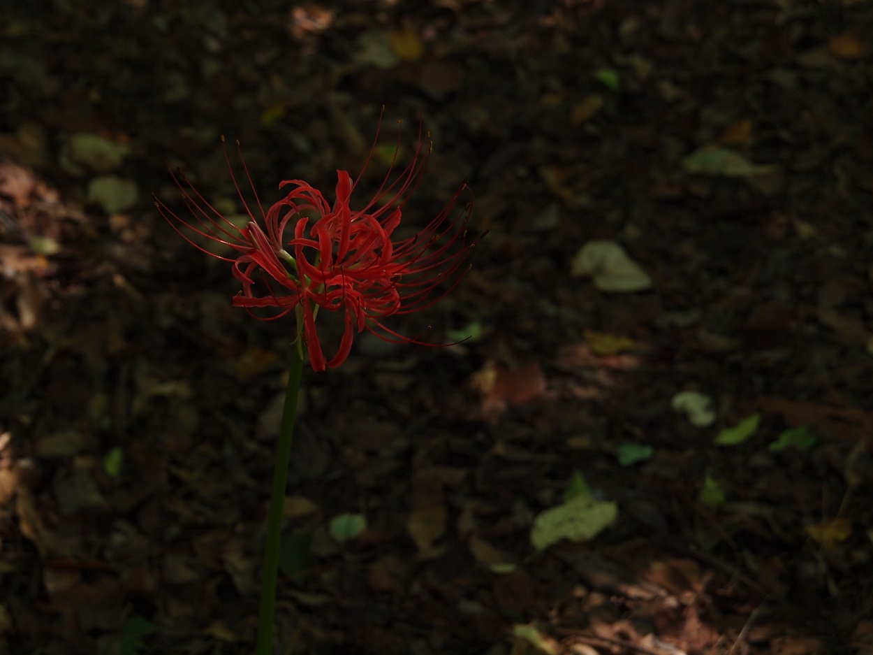 E0510348 赤い花.jpg